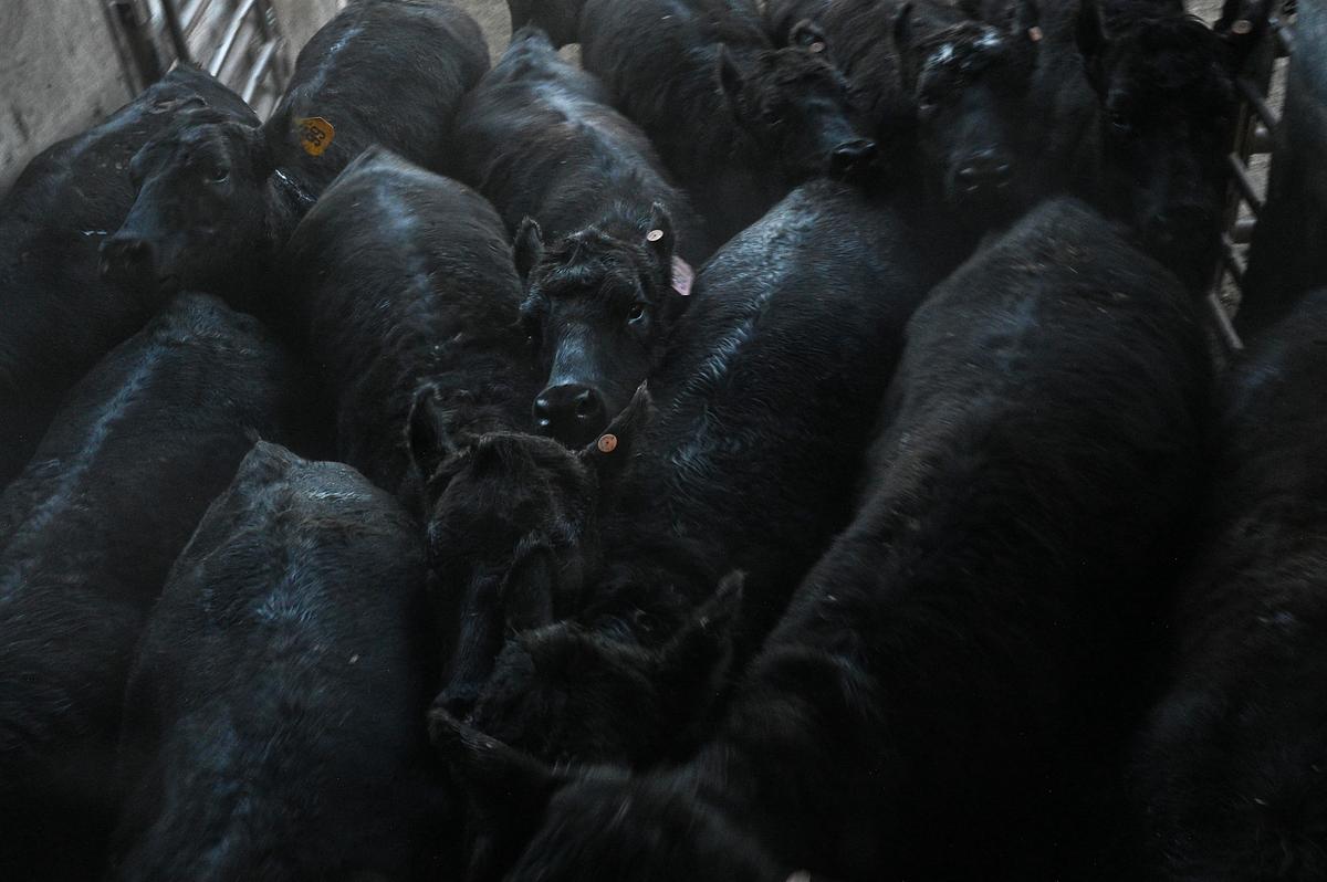 Lauren Miller, Montana Free Press, CatchLight Local/Report for America