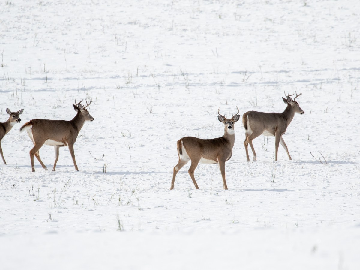 FAQ: Chronic wasting disease in Montana