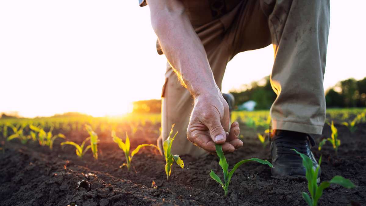 Trends and policy the focus of MSU agricultural economics conference 