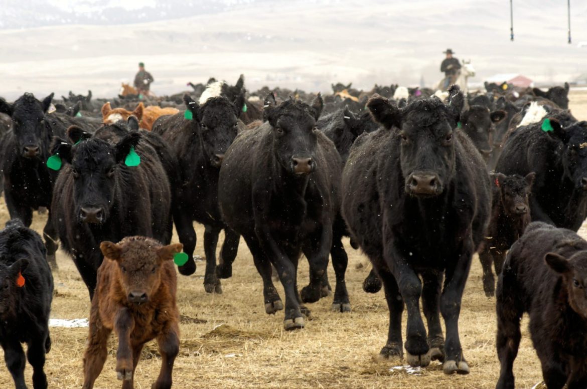 Montana still has more cows than people, but the cows’ lead is narrowing