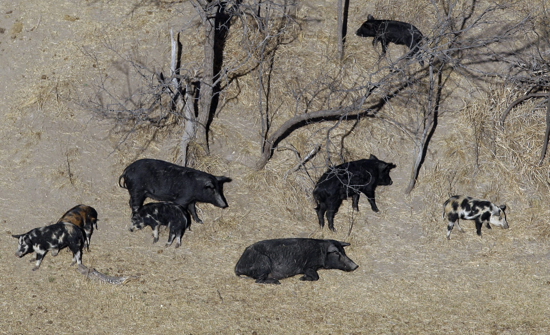 Thousands of pounds of pork bound for Montana food banks following feral swine investigation