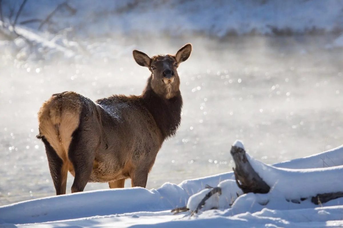 CWD is spreading in Montana. Will deer and elk populations decline as a result?