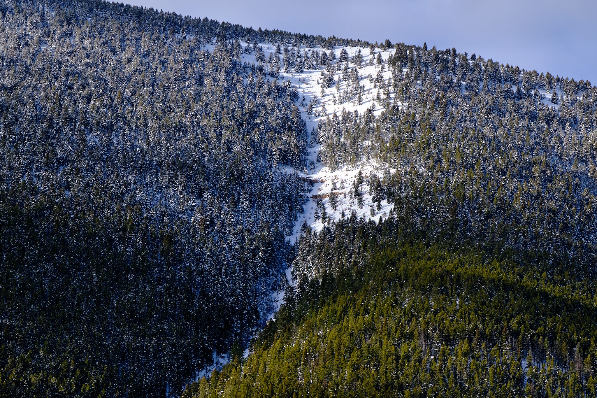 a wide shot of a snowy forest in the Montana mountains
