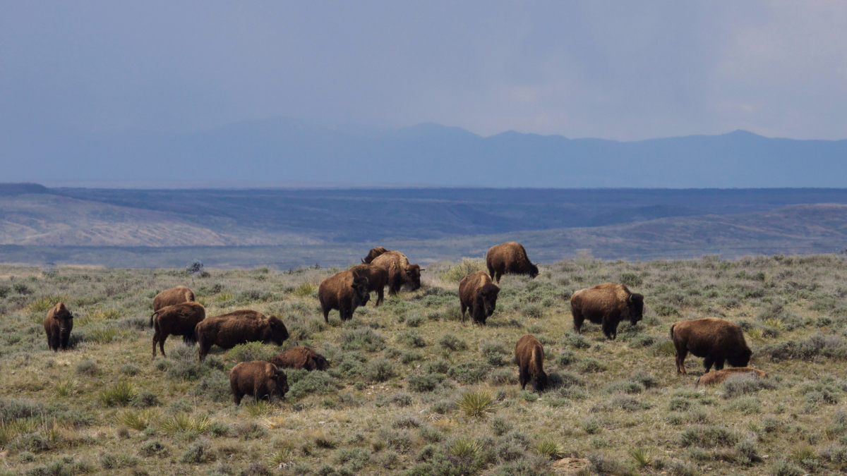 BLM approves American Prairie Reserve’s bison grazing proposal